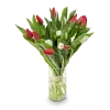 Bouquet of red tulips